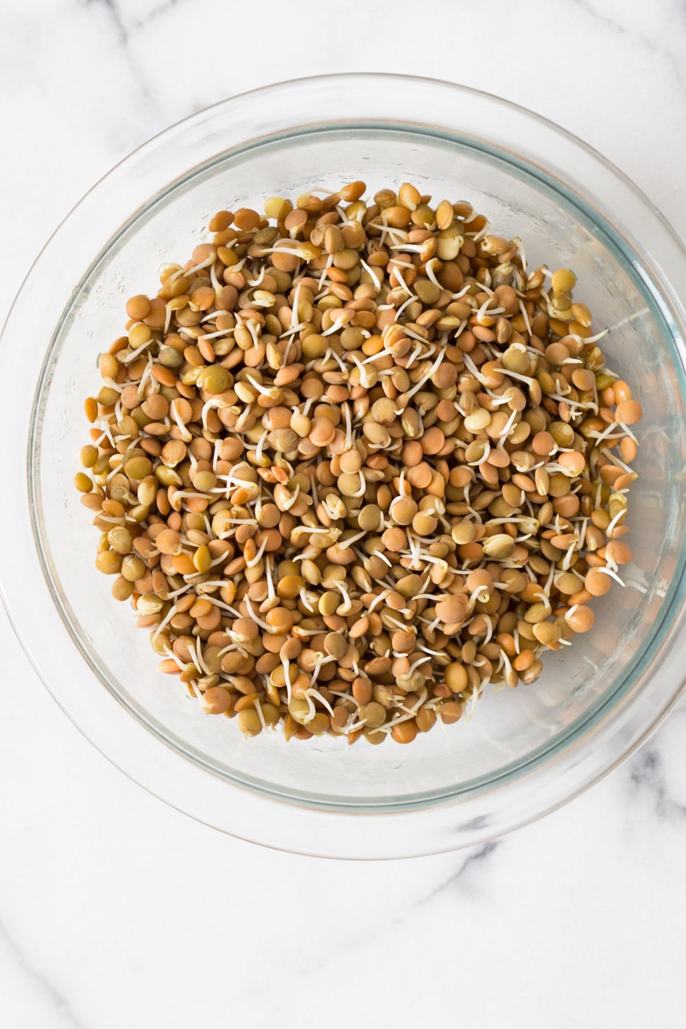 Ginger Coriander Sprouted Lentils Avocado Toast. Sprout Lentils or Mung Beans, Lightly saute with ginger, onion and tomato and serve over Mashed Avocado Toast. 16 Gm of Protein #Vegan #veganricha #Nutfree #Soyfree #Recipe | VeganRicha.com